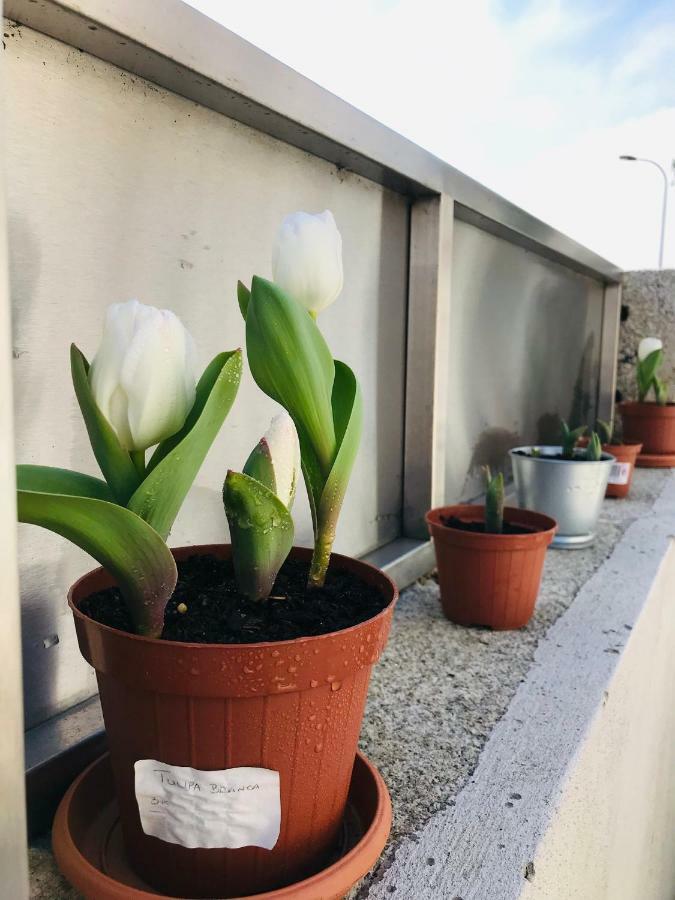 Boavista Villa Guesthouse بورتو المظهر الخارجي الصورة